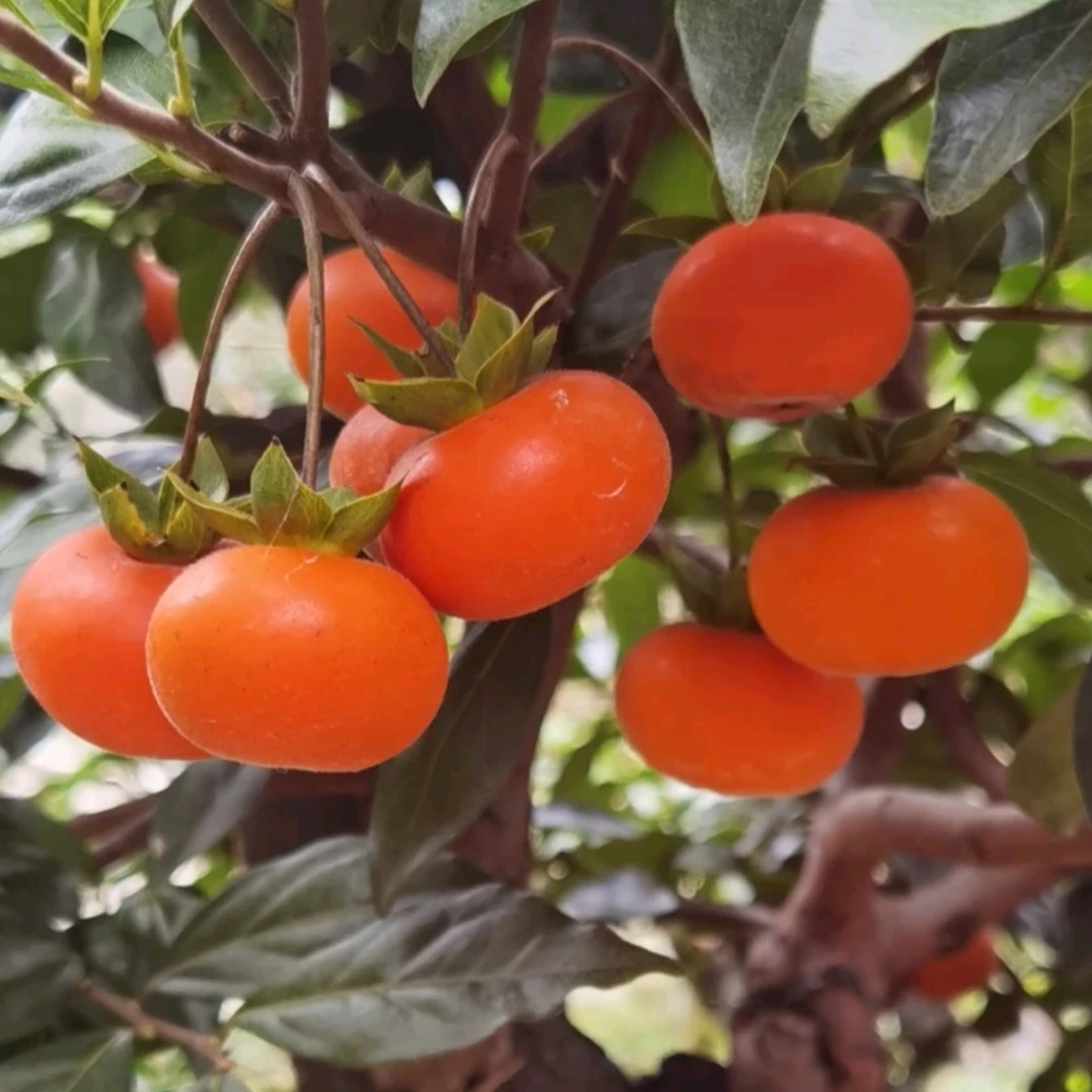 金弹子血红柿饼果嫁接苗