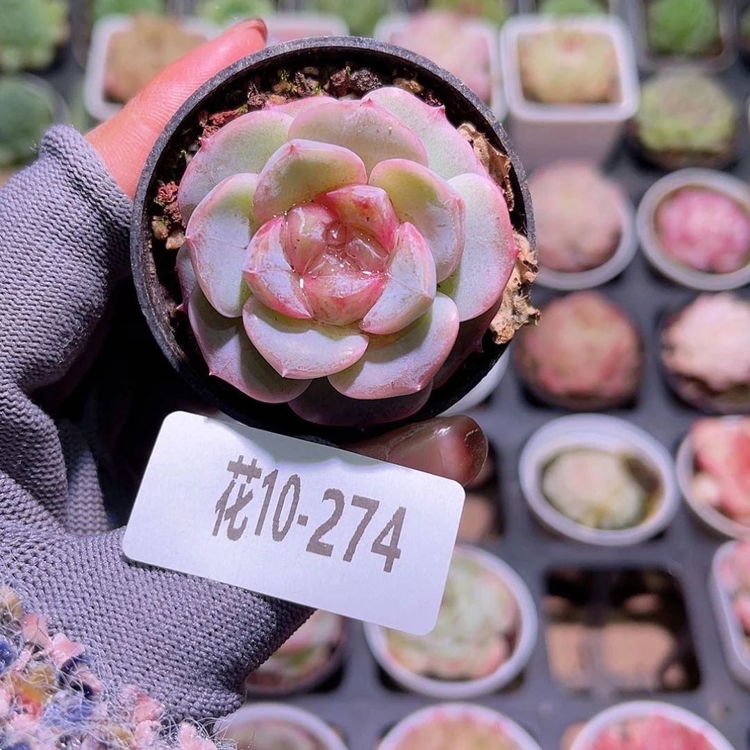 花10-274新品单头