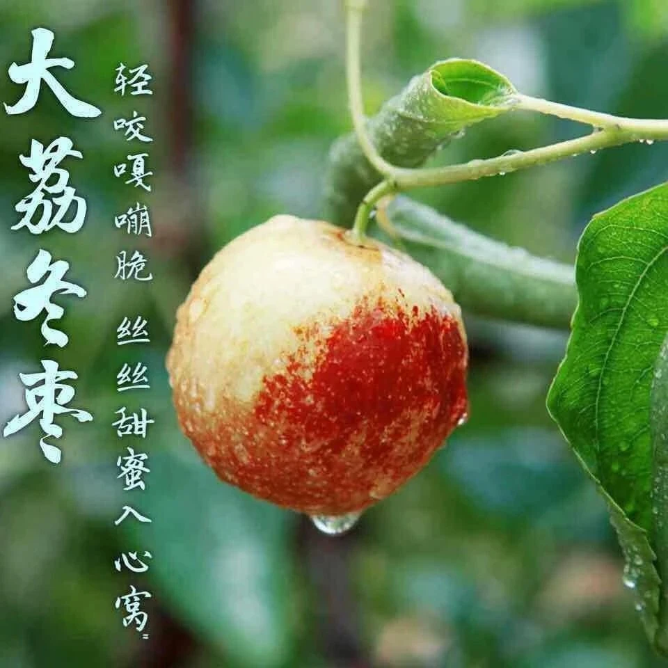 正宗大荔新鲜冬枣现摘脆甜可口当季水果包邮 坏果包赔
