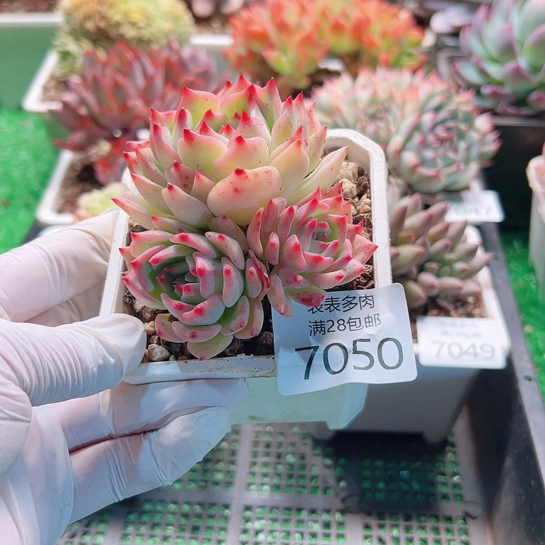 无花朵多肉一物一拍7050