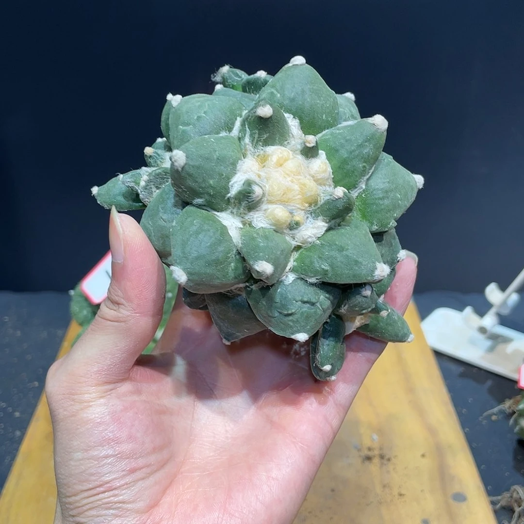 11号自根龙花青瓷牡丹