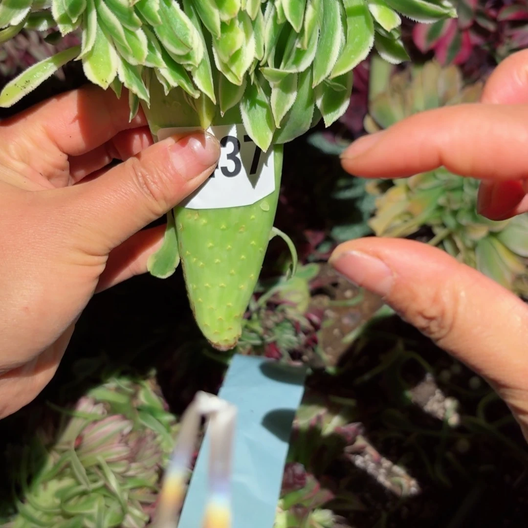 我8437 号多肉法师特价没有根