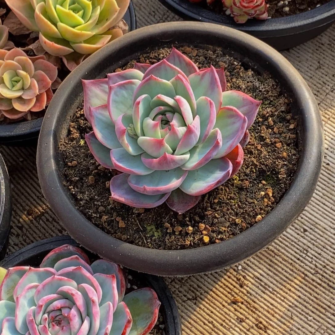 简****48包邮一物一拍多肉植物