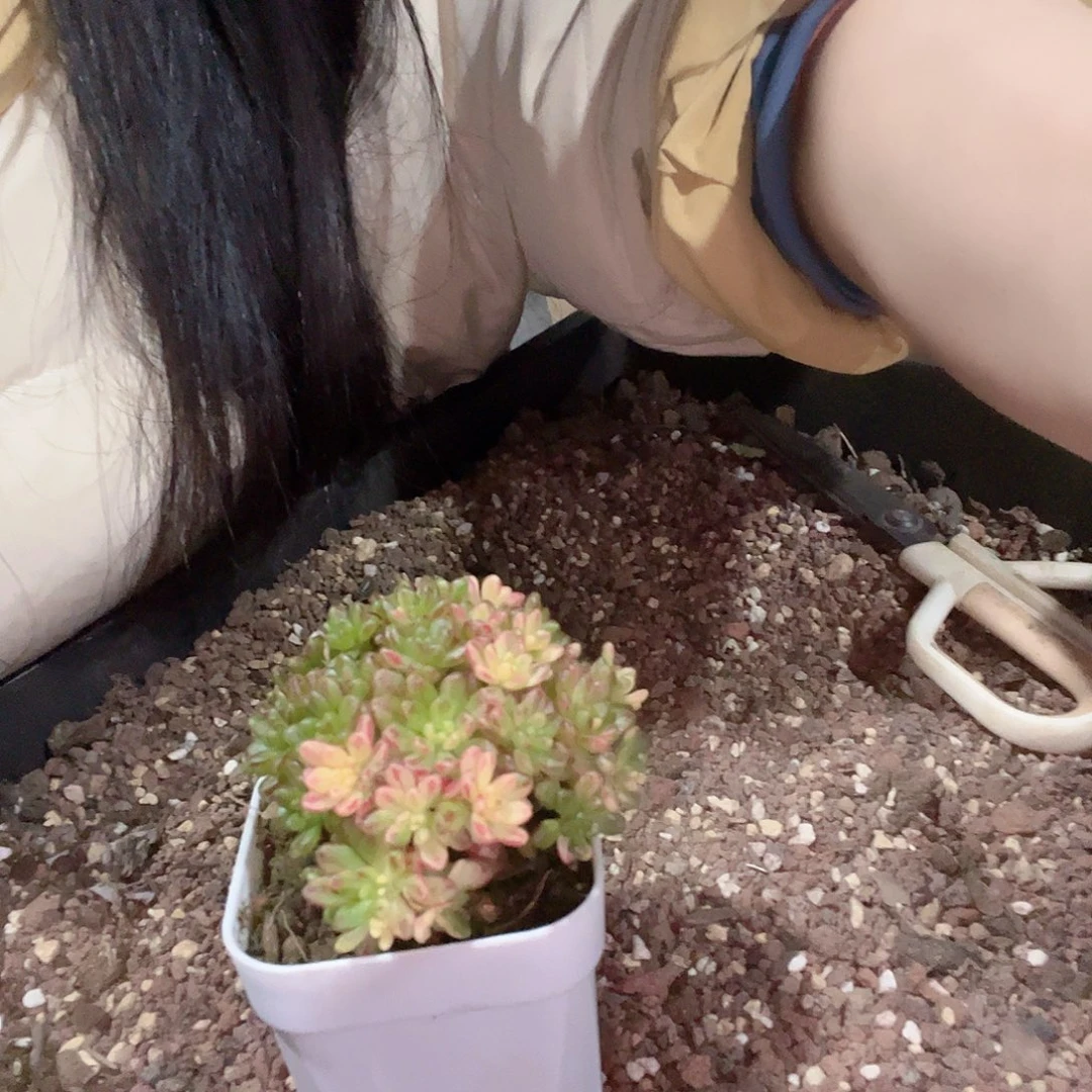 小人记12颗 多肉植物一物一拍