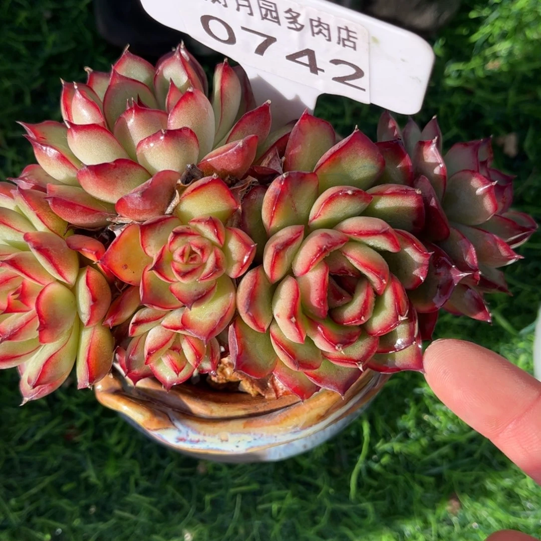 0742带盆满30包邮天冷地区必拍保温箱