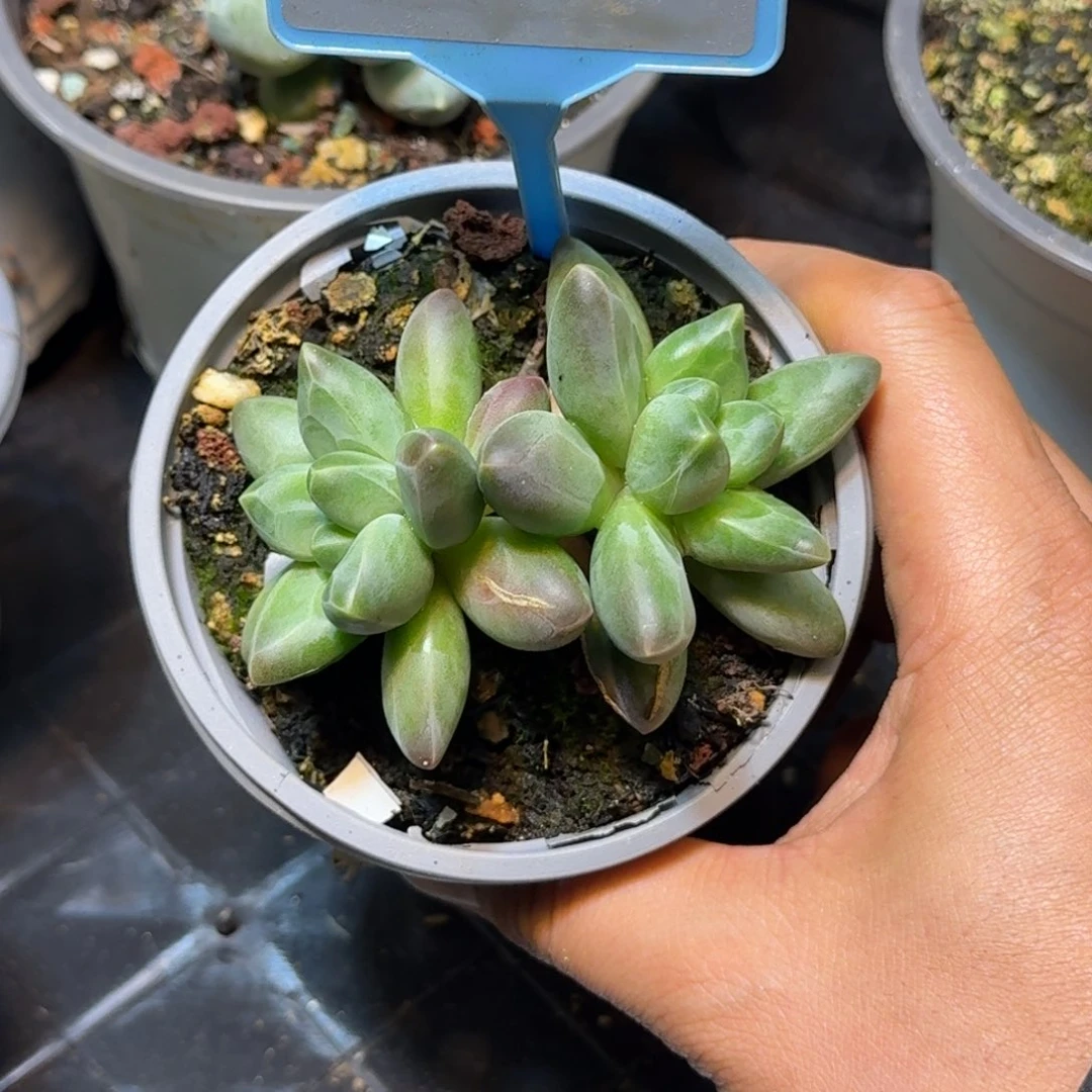 多肉植物优选个体美人555