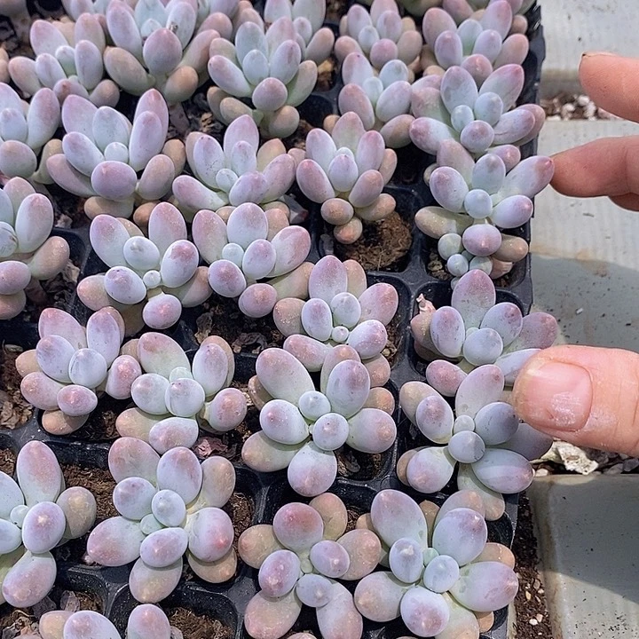 111 多肉植物盆栽花卉