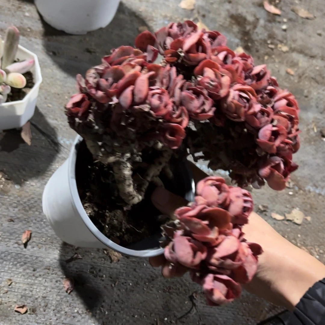 花***下老桩秀妍叶片自己取
