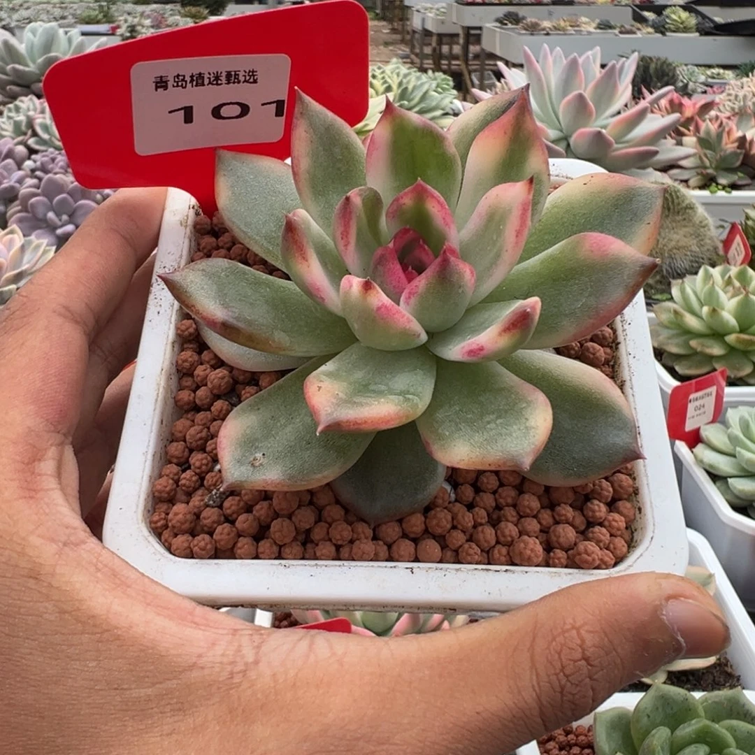 101号火焰玫瑰锦多肉
