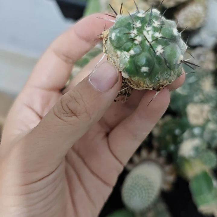 一物一拍，仙人球！！！！