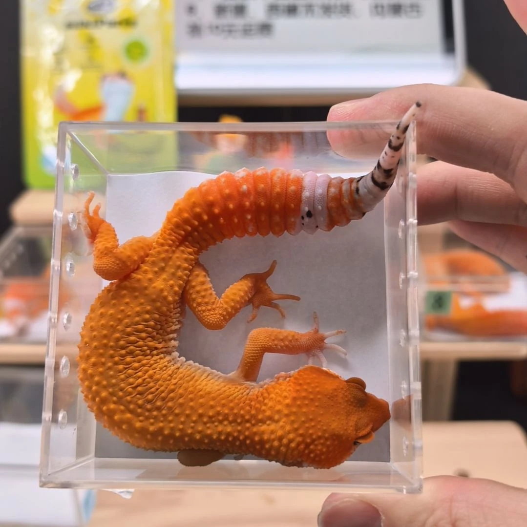 豹纹守宫蜜橘小亚成母8.13出壳