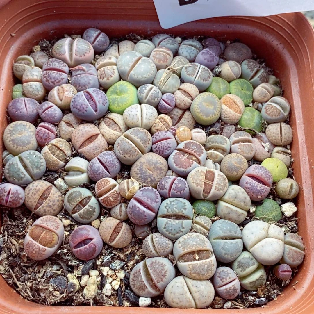 我的小姐姐们都是我的小可爱266