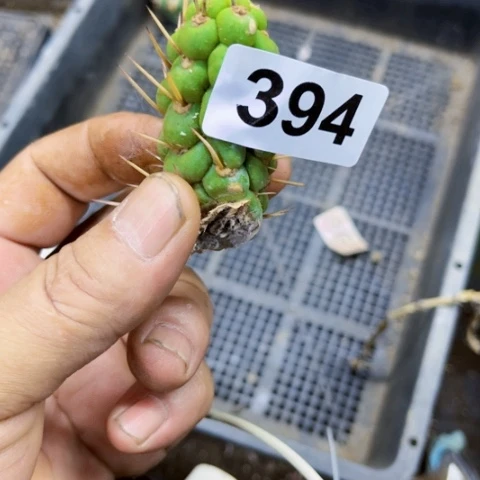 394绿竹无根一物一图如图