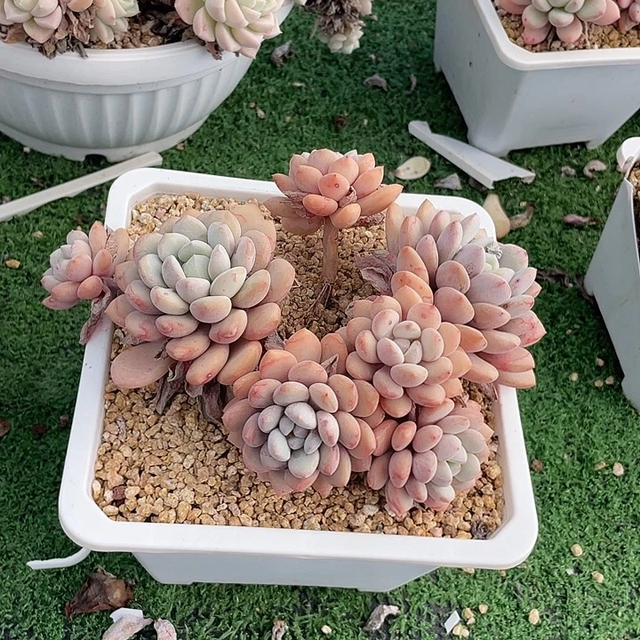 132 多肉不带盆土20包邮发货