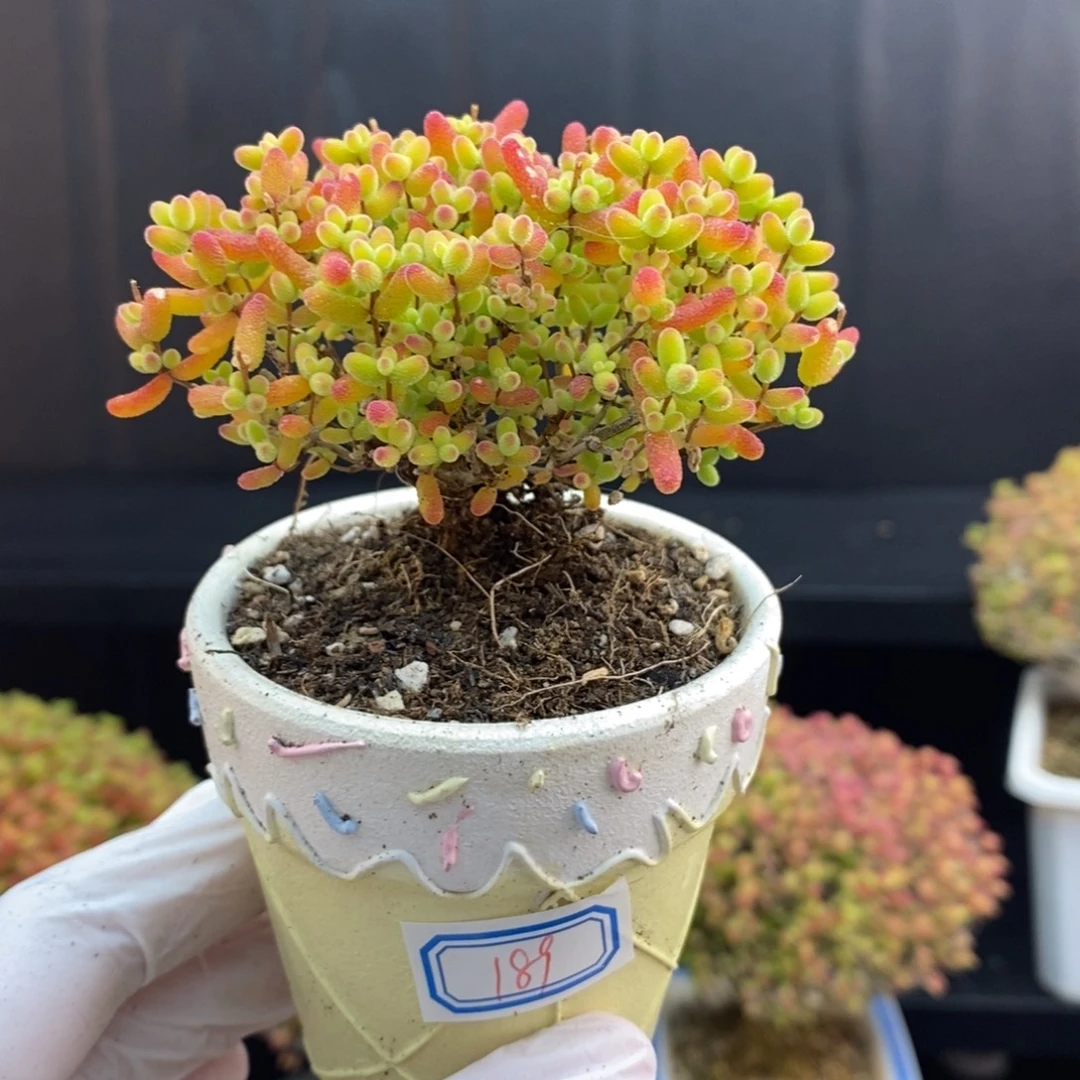 无花朵189号蜜橘糖球（带盆）