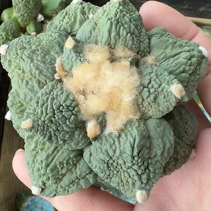宽宽怒涛落地有根点