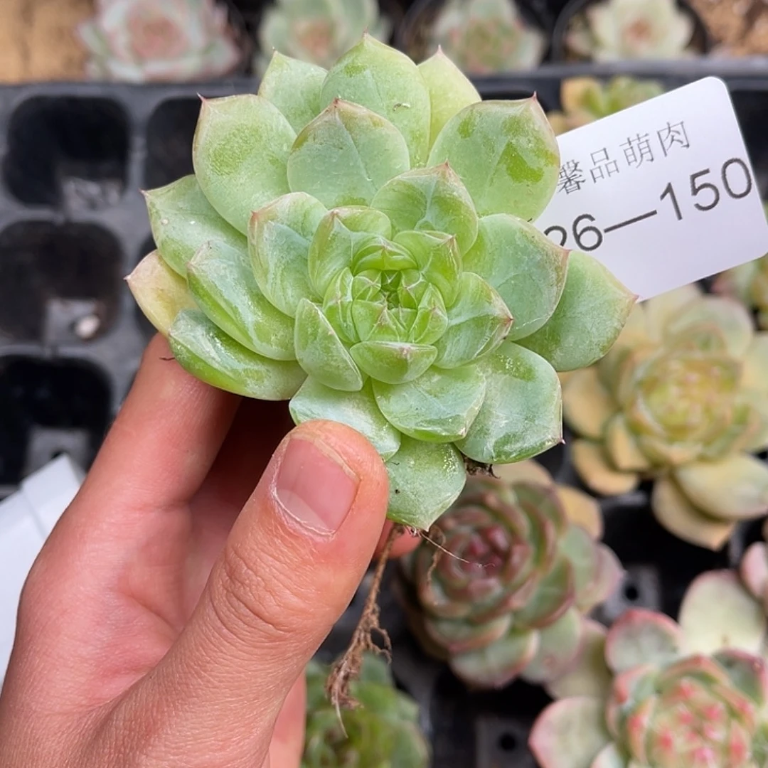 多肉一物一拍26-150