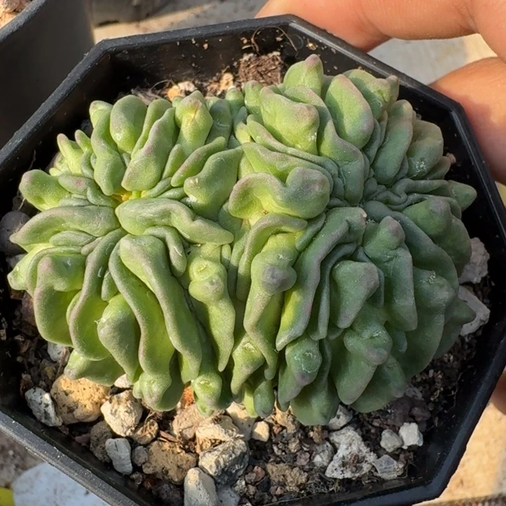 小蝌蚪自根少根仙人球