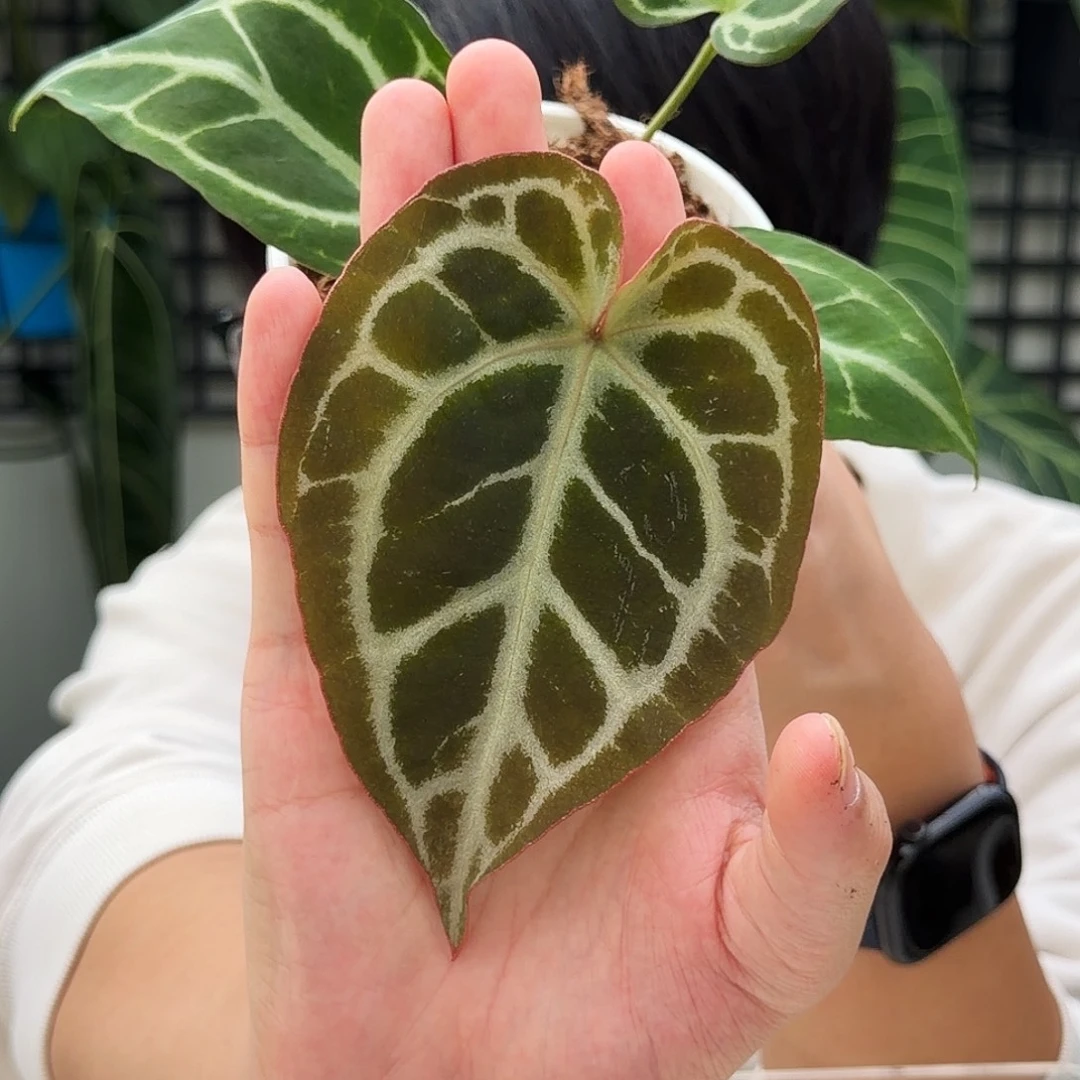 完全开放O182  蝴蝶花烛杂红铜