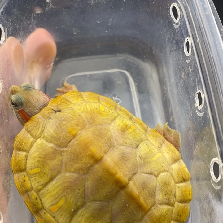 巴西彩龟母6666666