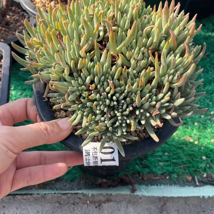 154号绿菊多肉植物