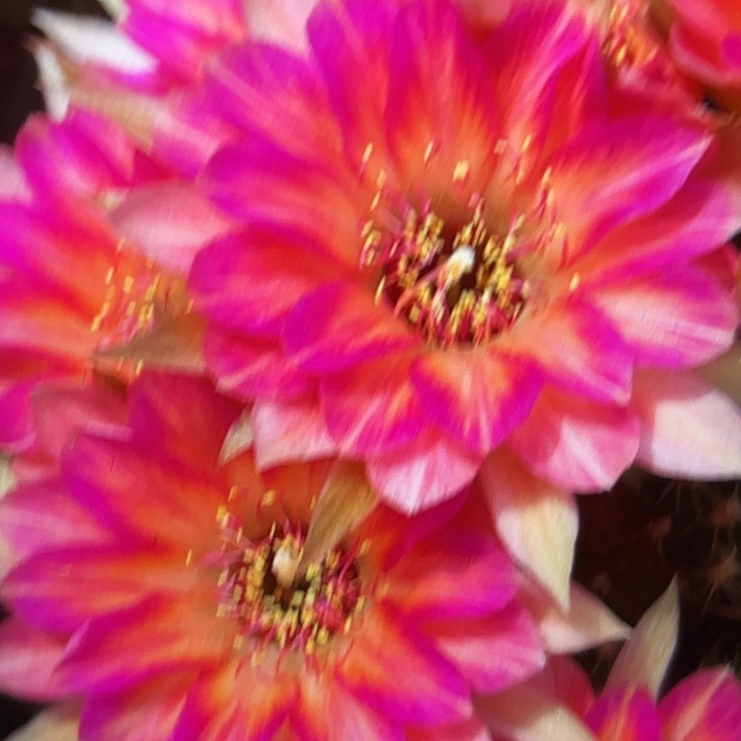 斑斓丽花20包邮仙人球37