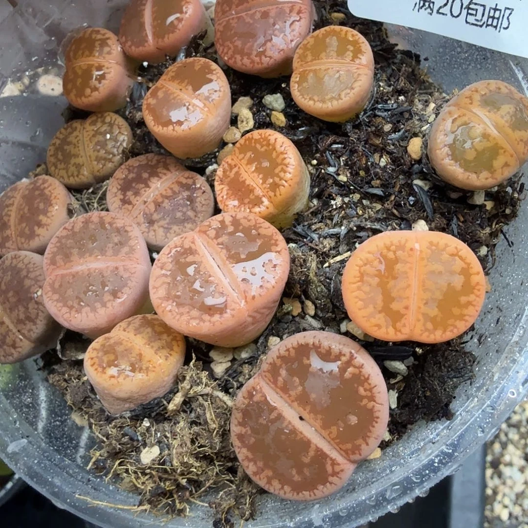 我想吃火锅啦706哈哈