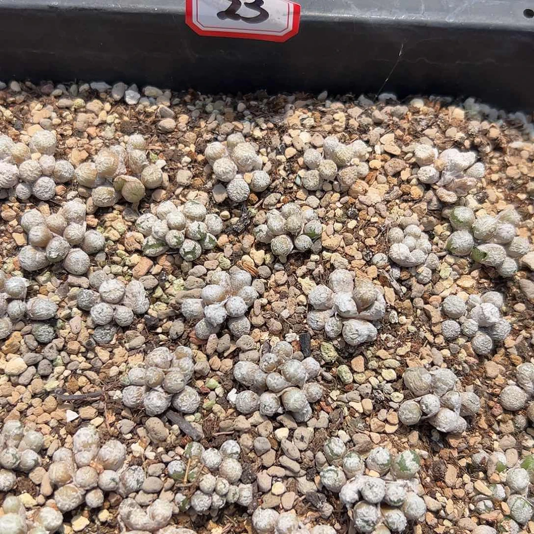 000023量拍母本红铜壶1群