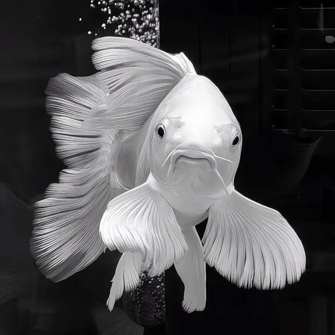 纯种普身白蝴蝶锦鲤观赏鱼直播间一鱼一拍