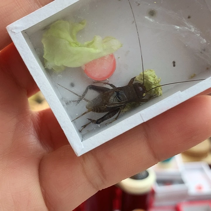 素***华白虫玉眼啊啊啊啊