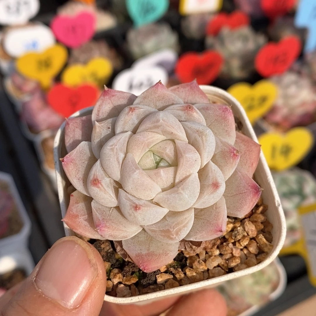 精品多肉一物一拍不包整387