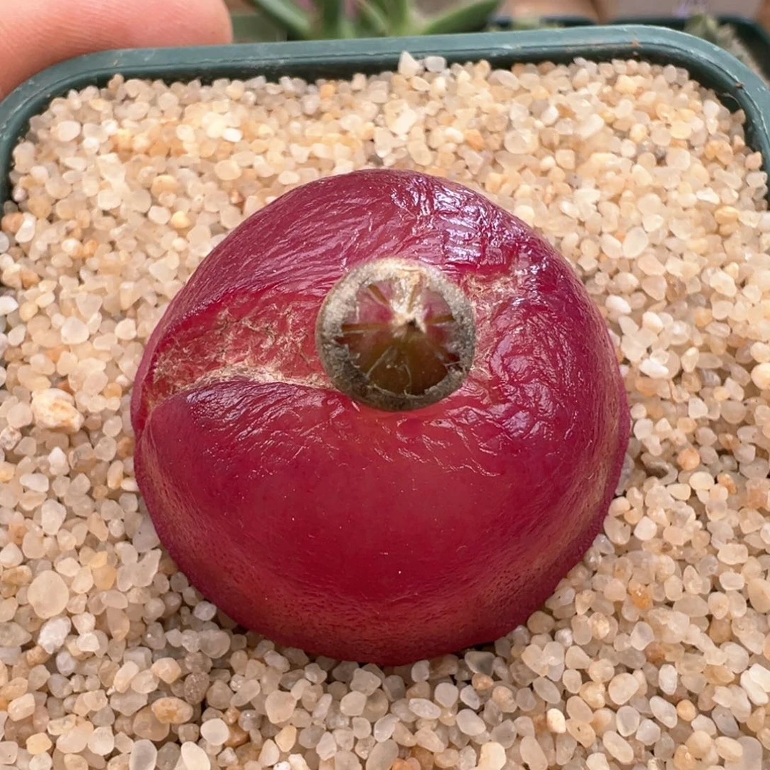 472。sh409红灯泡奶奶 大母本3.6