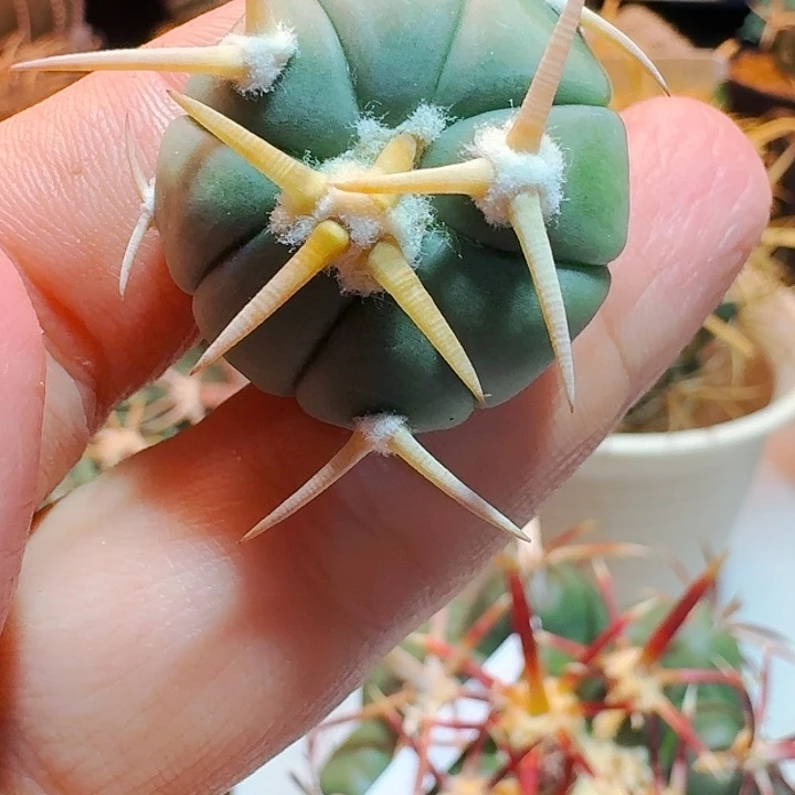 直播间，实生白翠，专拍