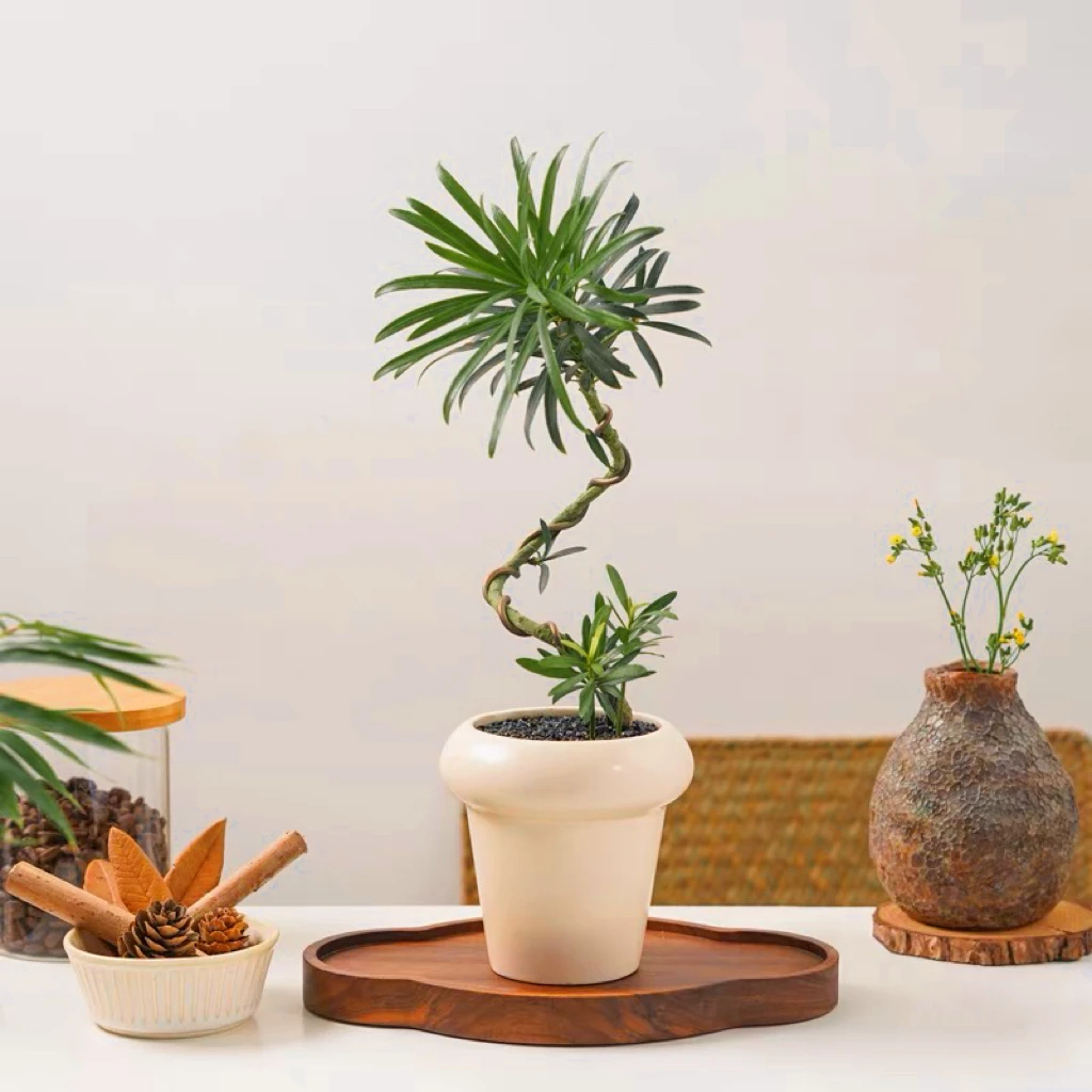 罗汉松ins北欧风迎客松造型桌面绿植室内客厅造景植物盆栽吸甲醛