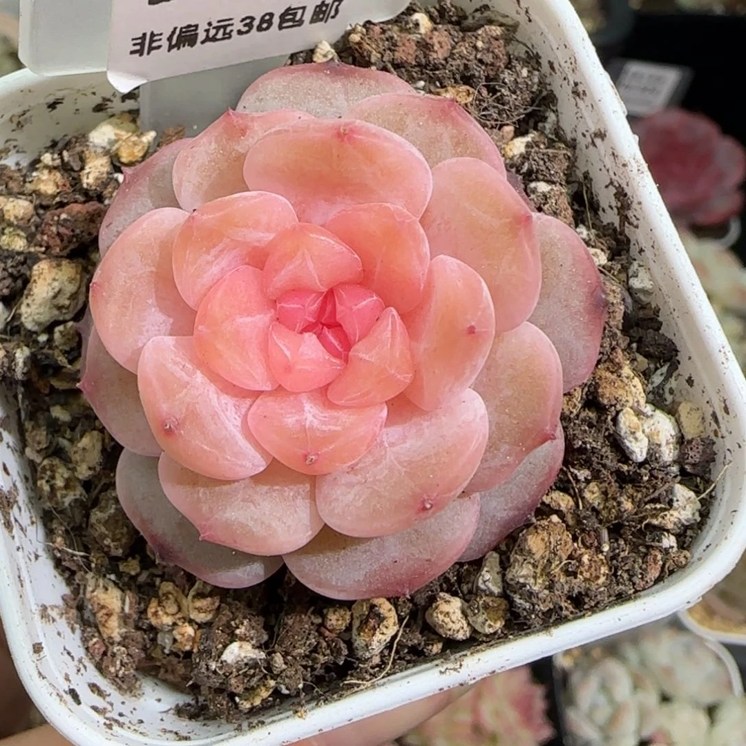 247东篱下多肉植物盆栽