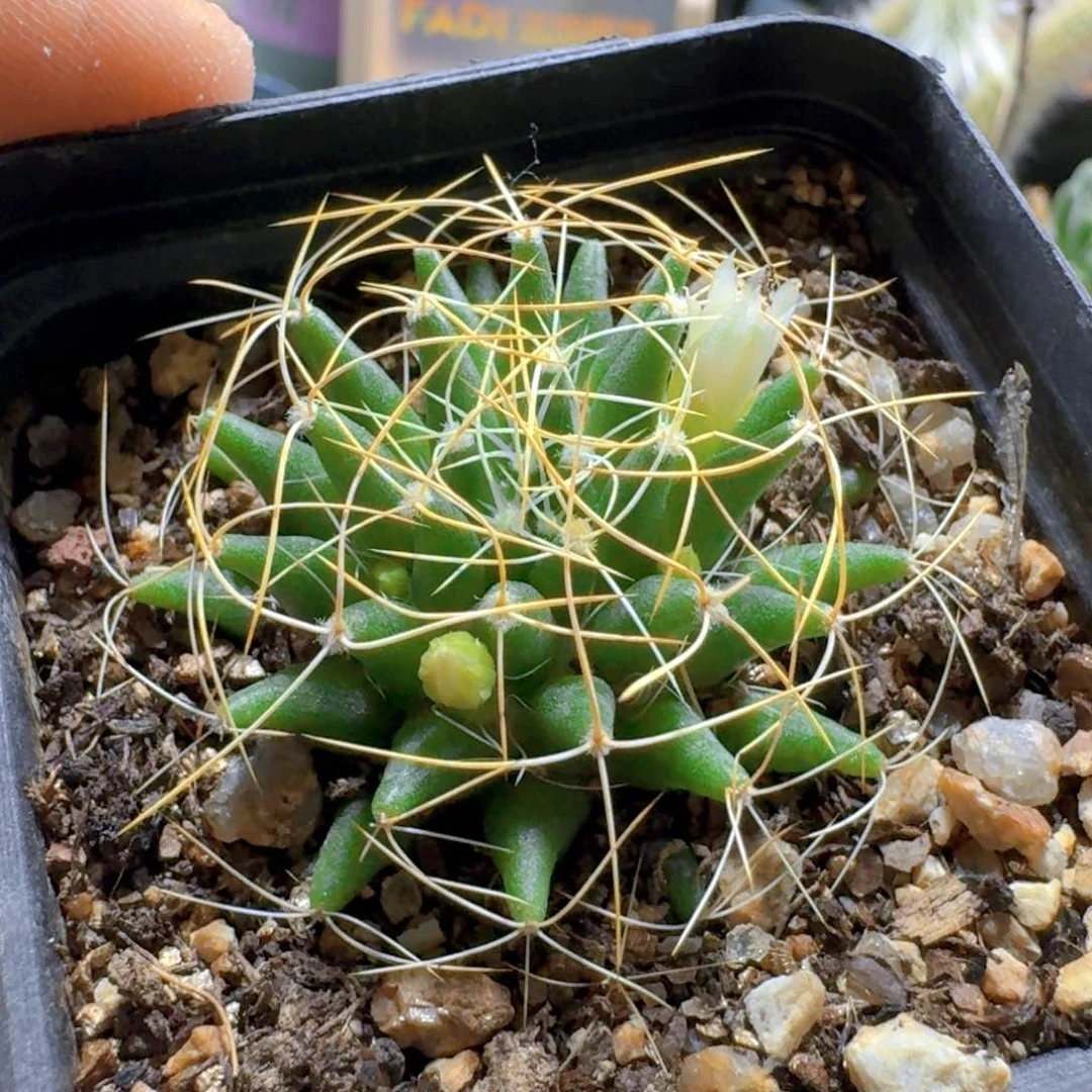 i***x450长刺琴丝脱土发货