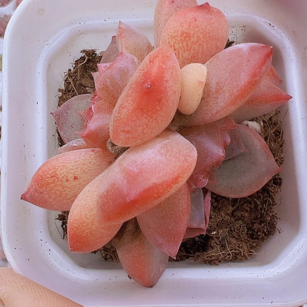 双头云岚19包邮多肉植物