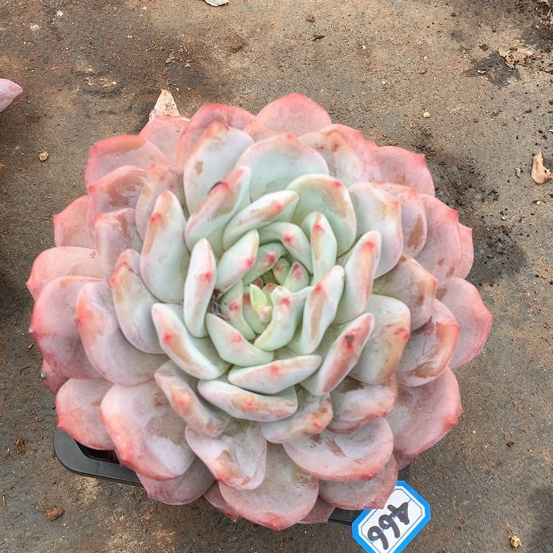 466橙子 一物一拍多肉