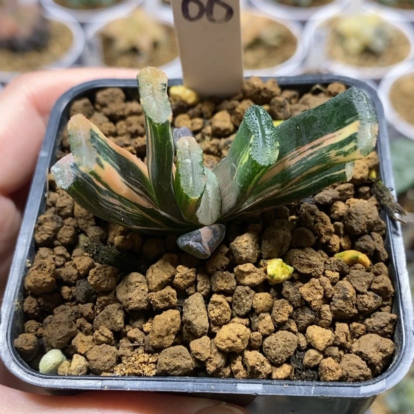 【闪购商品】88福利玉扇锦
