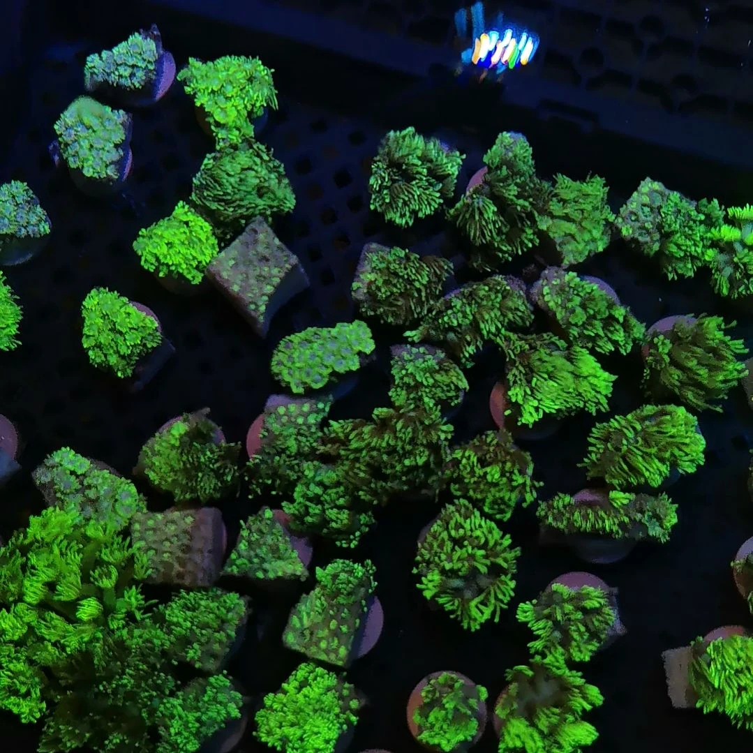 草皮珊瑚宝石花三盘99米