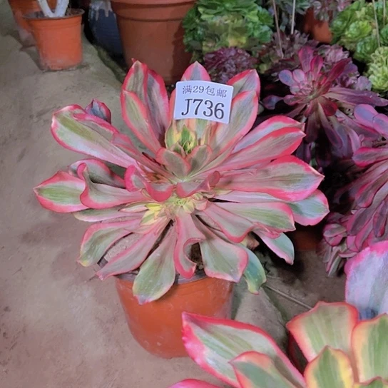 736魅影多肉植物