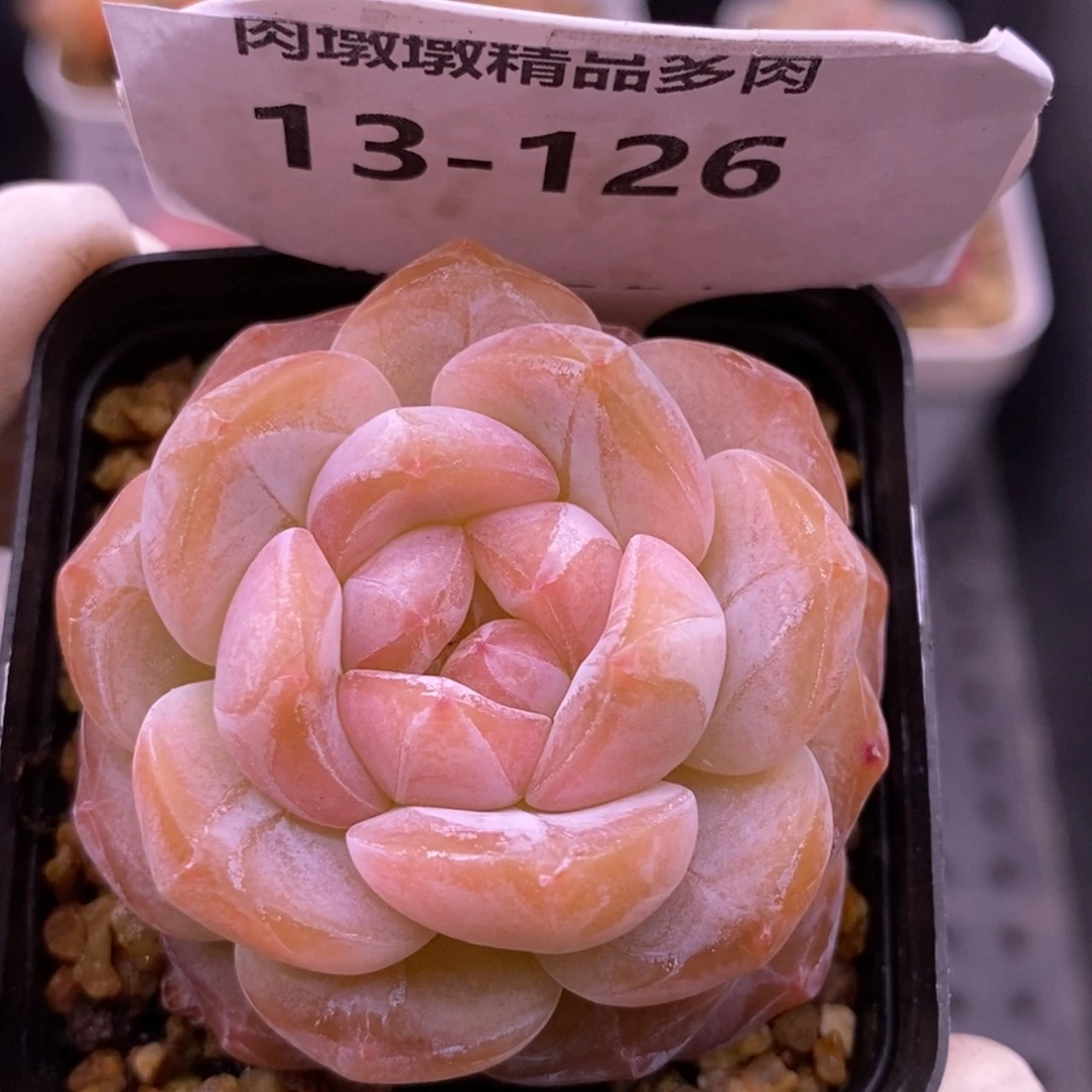 【闪购商品】13-126