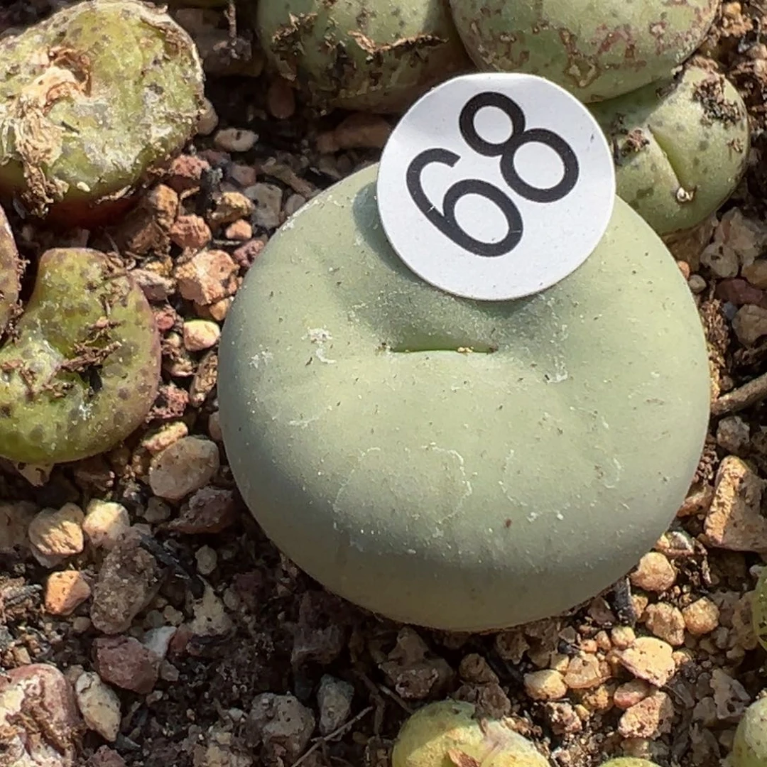 板****馆多肉植物111111111111111