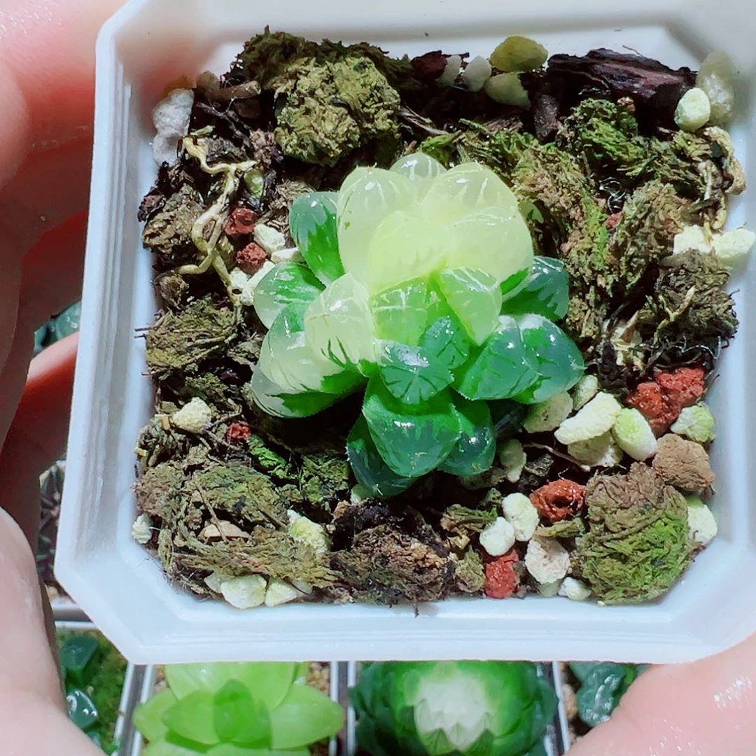 福利，玉露锦，16.8，666