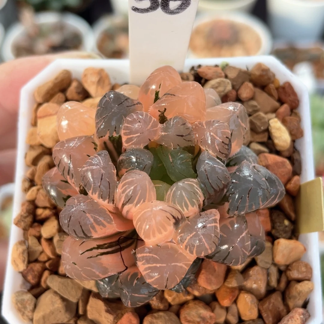 56冰灯锦。