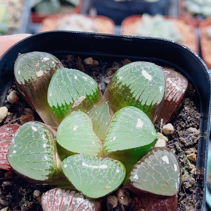 十二卷 实生寿特选