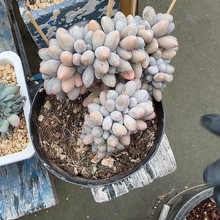 青蛙王子儿童牙膏套装？