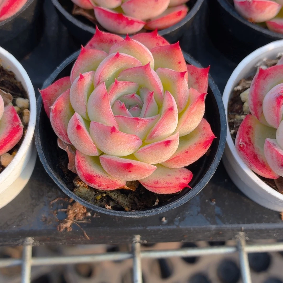 侧影多肉9.9包邮发货