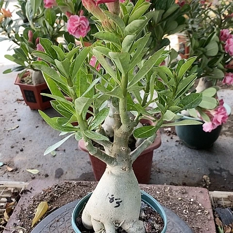 【闪购商品】无花朵荣