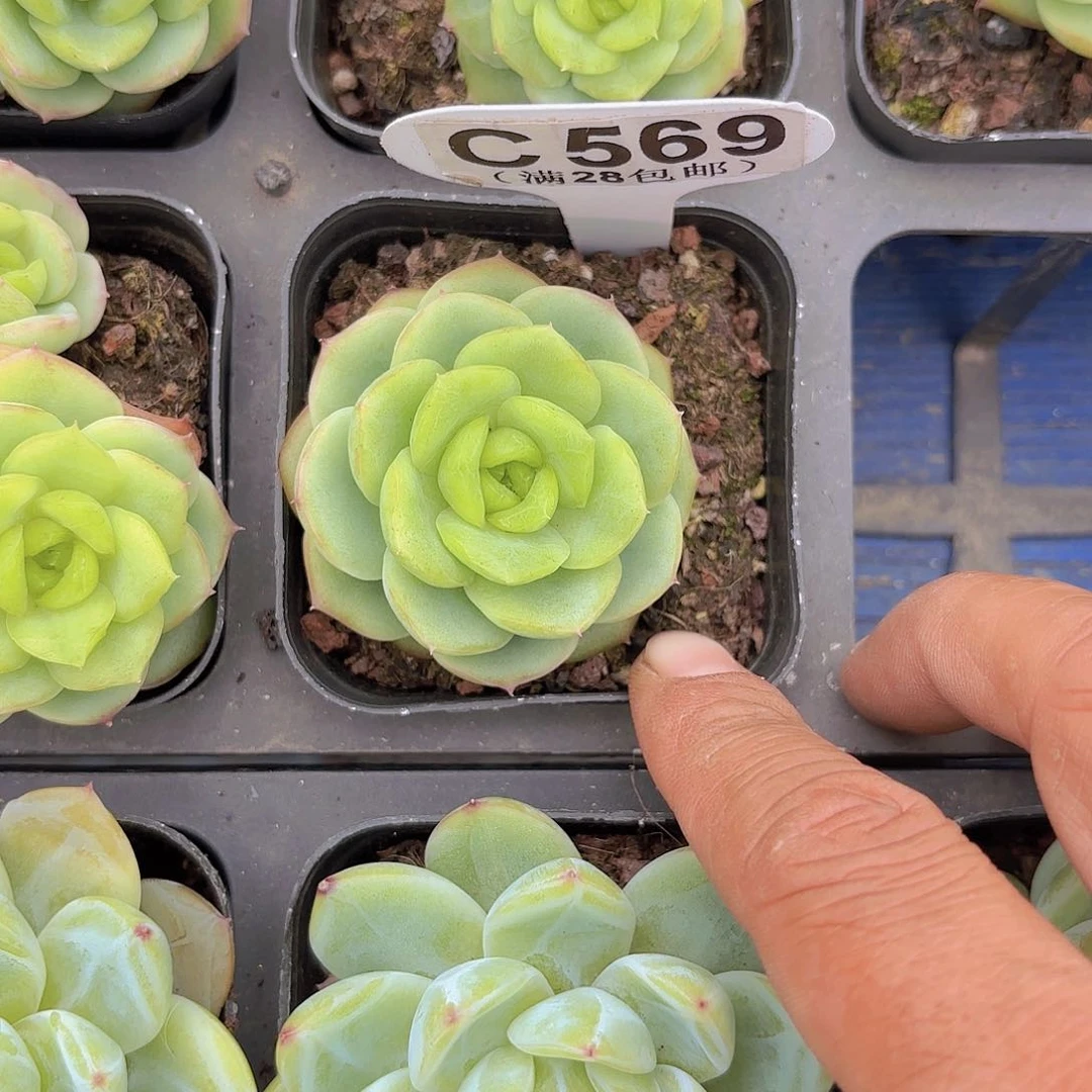 C569宝宝绿一物一拍